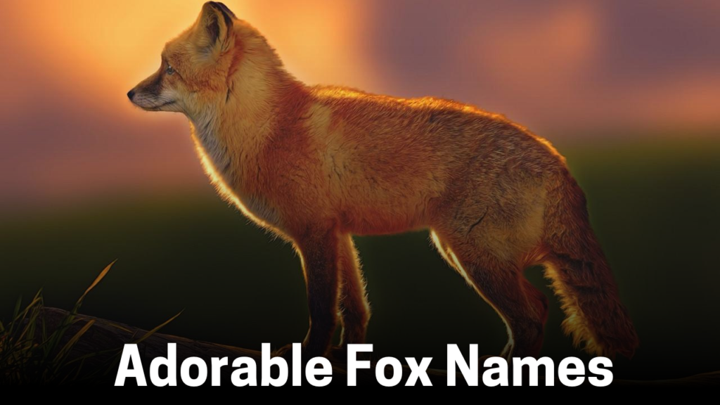 Fox Names