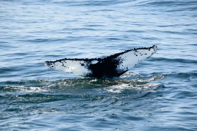 Cape Ann Whale Watch