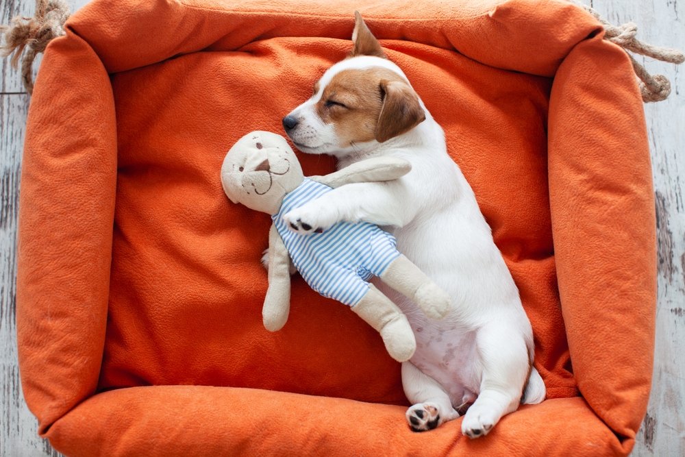 buy dog products sydney